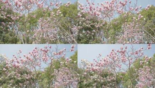 玉兰花花朵春天春暖花开空镜高清在线视频素材下载