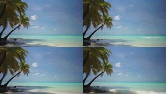 4k风景海边度假胜地椰树大海高清在线视频素材下载