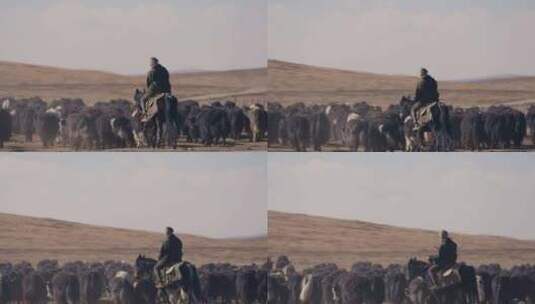 若尔盖草原牧场放牧牦牛牛群高清在线视频素材下载