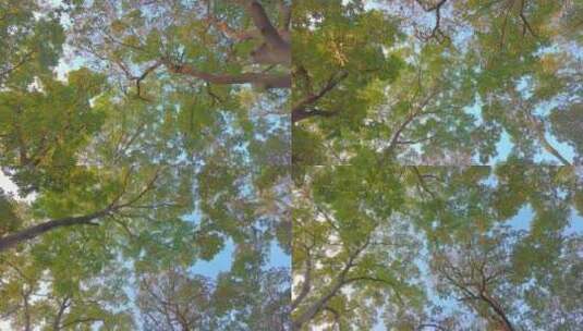 唯美仰望仰视仰拍树林树叶树木空镜头高清在线视频素材下载
