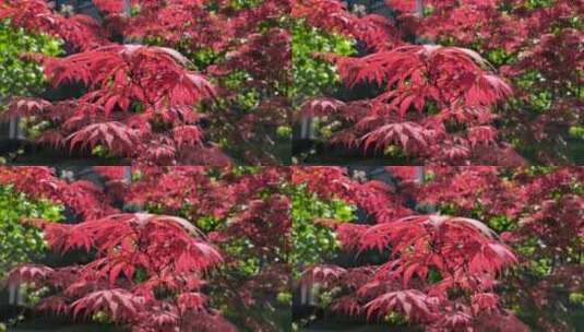 春天阳光下生长的红枫枝叶高清在线视频素材下载