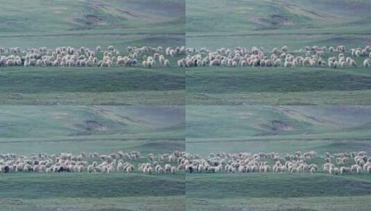 唐古拉山镇 放牧的羊群高清在线视频素材下载