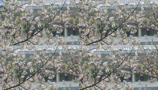 唯美春天校园樱花 南京林业大学春天樱花季高清在线视频素材下载