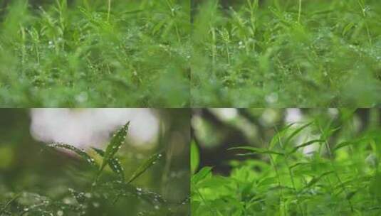 雨后小草丛绿植水珠露珠高清在线视频素材下载