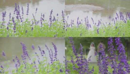 河畔蓝花鼠尾草之恋：风中的婚纱拍摄高清在线视频素材下载