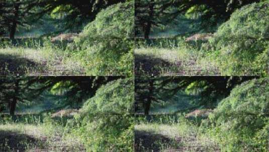 森林环境松树枝叶唯美视频素材高清在线视频素材下载