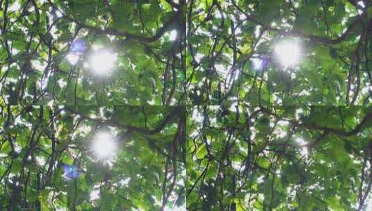 唯美视频画面树叶间的光芒高清在线视频素材下载