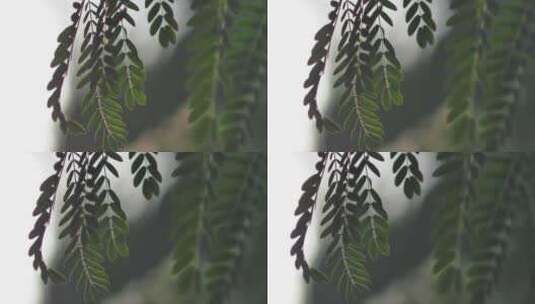 夏天阳光下的绿色植物叶子高清在线视频素材下载