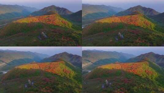 长沙浏阳大围山森林公园杜鹃花海航拍高清在线视频素材下载