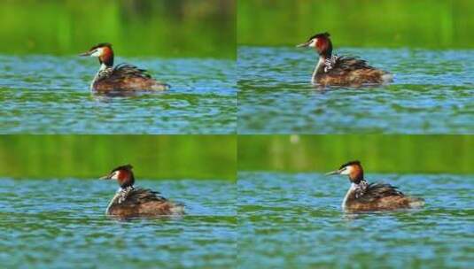 水面上的水鸟带着幼崽在游泳高清在线视频素材下载