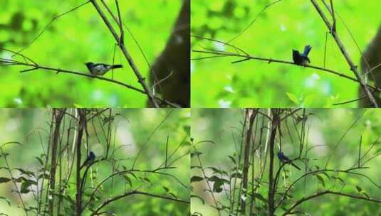 林间小鸟、春天的小鸟高清在线视频素材下载