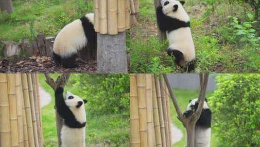一只独自爬树玩耍的可爱国宝大熊猫幼崽高清在线视频素材下载