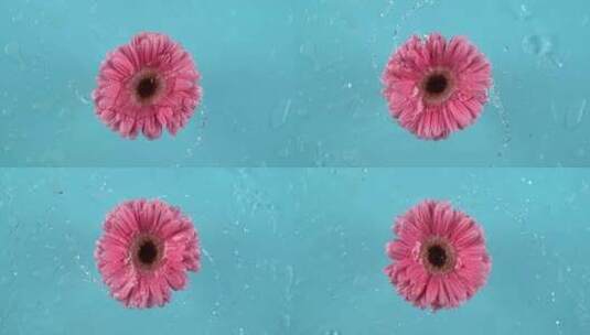 雏菊，花，水飞溅，旋转高清在线视频素材下载