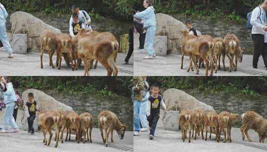 野生动物园梅花鹿高清在线视频素材下载