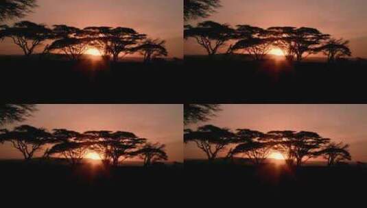 金合欢，树木，黄金时刻，肯尼亚高清在线视频素材下载