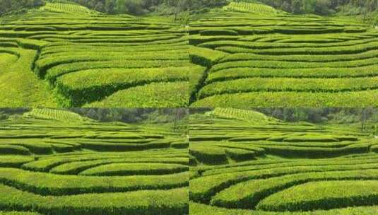 种植园，梯田，茶，绿色高清在线视频素材下载