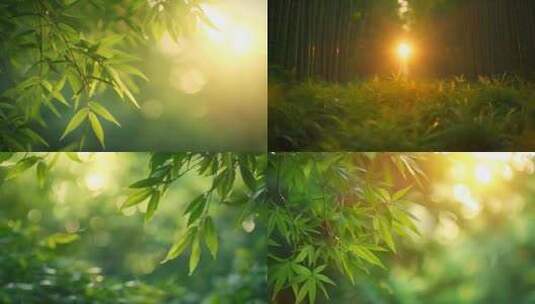 早晨竹林光影丁达尔光竹子叶子森林清晨ai高清在线视频素材下载