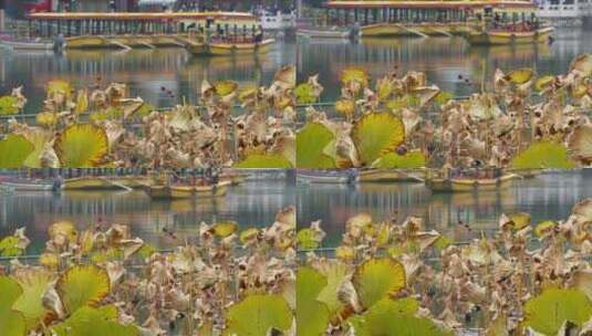 北海公园荷花池干枯的荷叶秋季枯萎高清在线视频素材下载