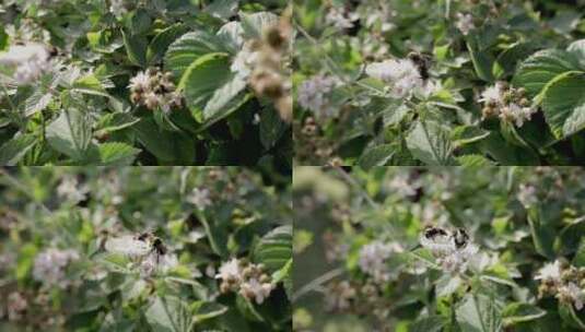 以花蜜为食的蜜蜂高清在线视频素材下载