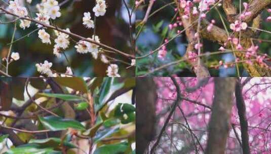 植物园公园梅花花朵开花春天风景视频素材高清在线视频素材下载