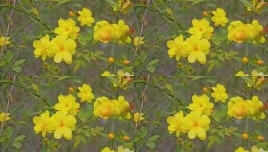 早春迎春花清明花小黄花花簇花瓣花蕊花朵高清在线视频素材下载