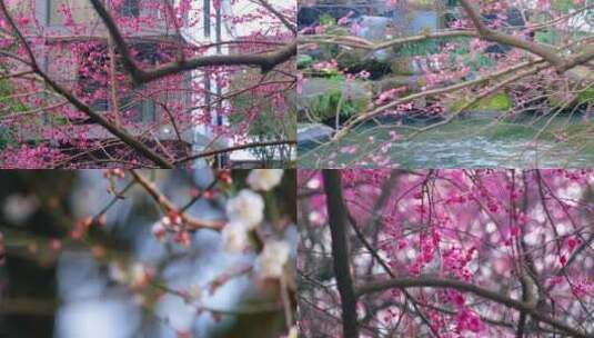 植物园公园梅花花朵开花春天风景视频素材高清在线视频素材下载