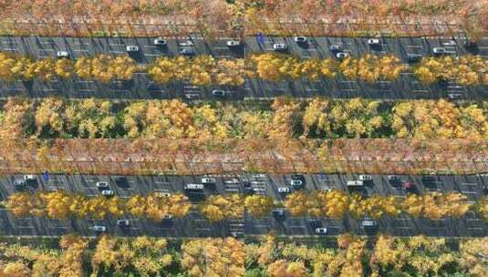 城市街道  梧桐大道  金色梧桐树高清在线视频素材下载