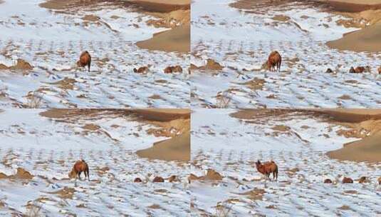 4k航拍雪后沙漠里的骆驼高清在线视频素材下载