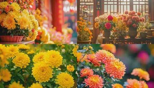传统节日庆典花卉 摆满了鲜花 菊花展览高清在线视频素材下载