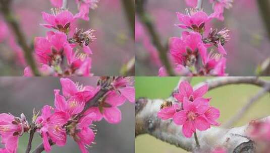 蜜蜂在桃花上采蜜特写高清在线视频素材下载