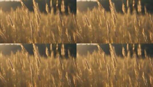 农田水稻特写稻穗特写麦田小麦植物粮食田野高清在线视频素材下载