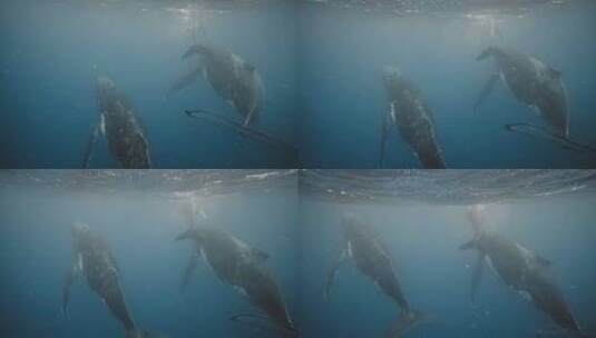 海中座头鲸高清在线视频素材下载