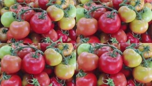 蔬菜 西红柿 番茄高清在线视频素材下载