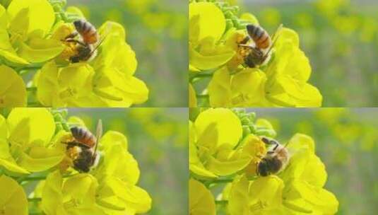 慢镜头拍摄春天油菜花上的蜜蜂采蜜授粉高清在线视频素材下载