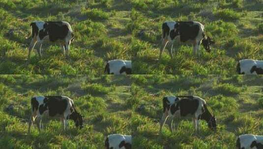 放养的牛群高清在线视频素材下载