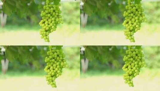 种植园里绿色的葡萄高清在线视频素材下载