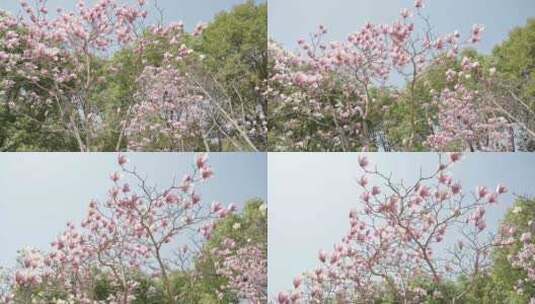 玉兰花花朵春天春暖花开空镜高清在线视频素材下载