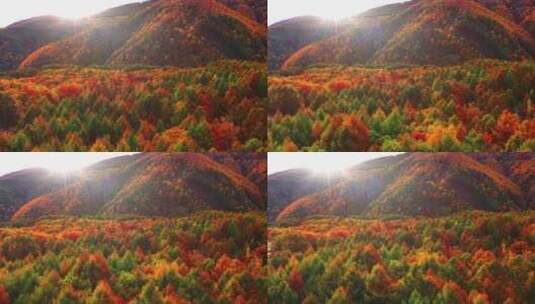 4k风景航拍川西秋天彩色的森林高清在线视频素材下载