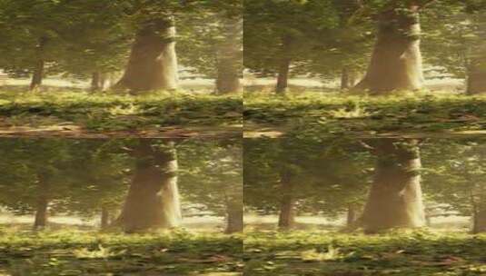 阳光穿过茂密森林中的树木高清在线视频素材下载
