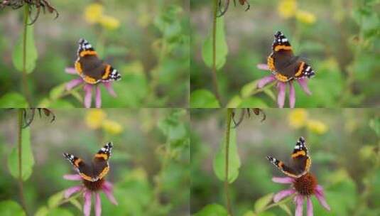 蝴蝶停在花朵上特写高清在线视频素材下载