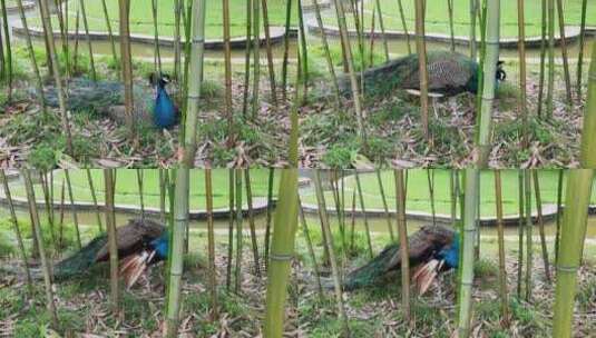 竹林里的一只孔雀高清在线视频素材下载