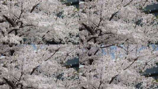春天现代建筑旁的樱花高清在线视频素材下载