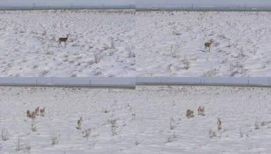 航拍新疆阿勒泰冬季积雪草原上鹅喉羚奔跑高清在线视频素材下载