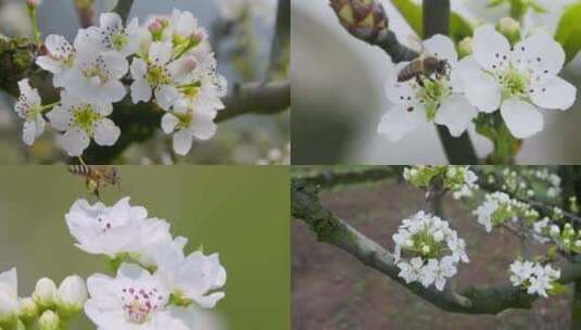 雨润梨花开，蜜蜂采蜜忙，微距特写合集高清在线视频素材下载