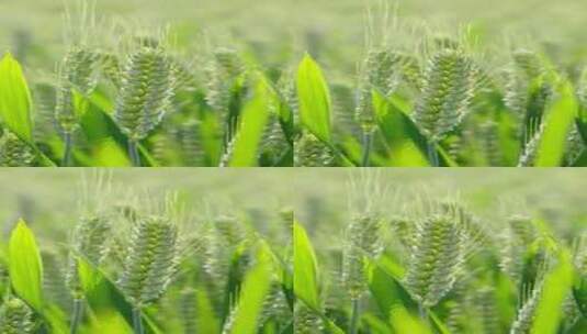 绿色小麦麦穗小满芒种时节高清在线视频素材下载