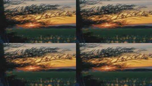 黄昏日落时的树叶剪影空镜头氛围感高清在线视频素材下载
