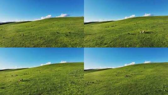 新疆伊犁大草原羊群高清在线视频素材下载