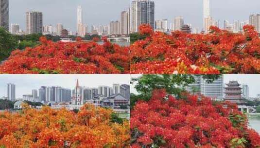 凤凰花与城市高楼交相辉映景色绝美高清在线视频素材下载