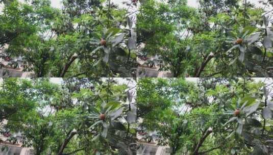 绿色树叶高清实拍自然风光空镜高清在线视频素材下载