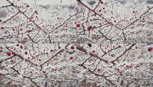 被雪覆盖的红玫瑰果浆果高清在线视频素材下载